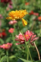 zinnia