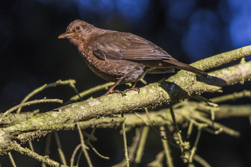Amsel (Turdus merula)