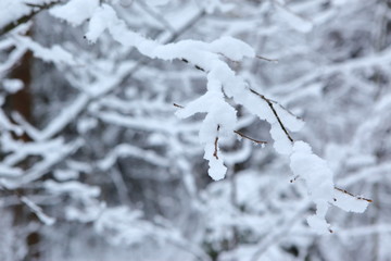 Śnieg