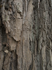 Baumstamm, Baumrinde