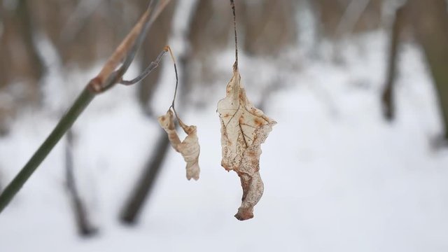 Lonely dry leaf sways in the wind on a tree branch in winter forest winter snow nature landscape