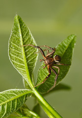 Spider climbs on leaf