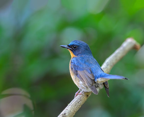 Hill Blue Flycatcher(Cyornis banyumas), beautiful bird on branch.