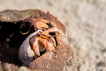 hermit crab on the beach a head popped out of the shell for walk