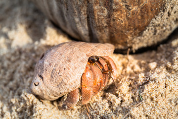 hermit crab on the beach a head popped out of the shell for walk
