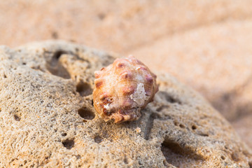 hermit crab on the beach a head popped out of the shell for walk