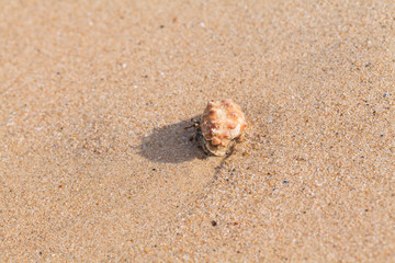 Fototapeta na wymiar hermit crab on the beach a head popped out of the shell for walk
