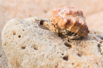 hermit crab on the beach a head popped out of the shell for walk