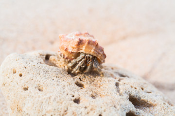 hermit crab on the beach a head popped out of the shell for walk