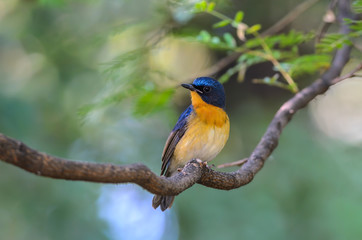 Hill Blue Flycatcher(Cyornis banyumas), beautiful bird on branch.