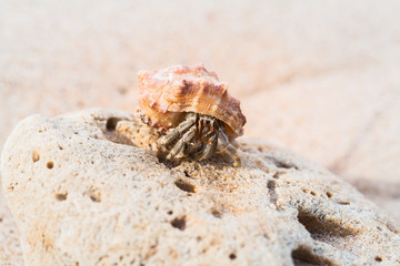hermit crab on the beach a head popped out of the shell for walk