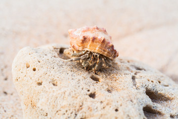 hermit crab on the beach a head popped out of the shell for walk