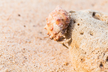hermit crab on the beach a head popped out of the shell for walk