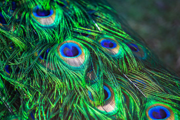 Adult male peacock's tail. Feather close-up. Breeding birds on farms.