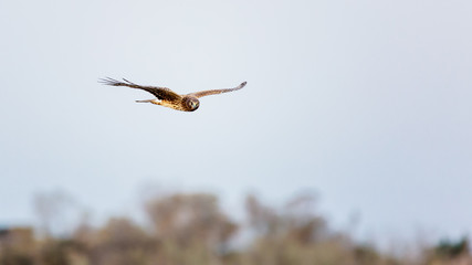 Hawk Flying Over Trees