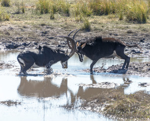 Two males Sable antelope (Hippotragus niger) fight for leadership of the herd in Chobe - Botswana, Africa © vadim_petrakov