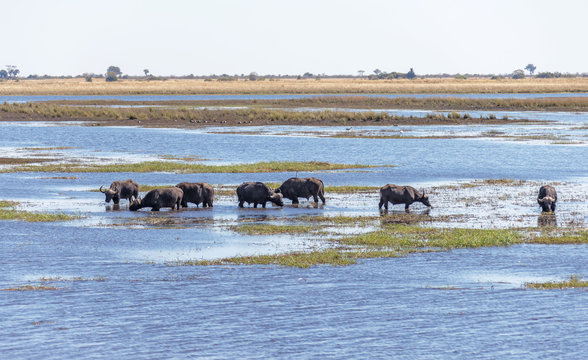 Cape buffalo in water in Chibo river - Botswana, Africa