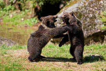 Obraz premium brown bear, ursus arctos