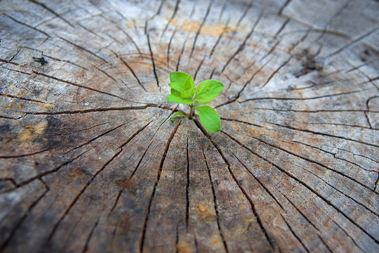 Ecology concept. Rising sprout of old wood and symbolizes the struggle for a new life