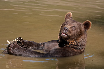 brown bear, ursus arctos