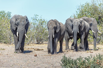 Elephant's family in african savannah in the Chobe - Botswana, Africa