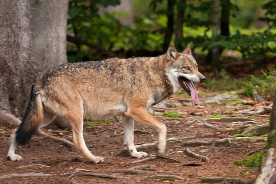 grey wolf, canis lupus