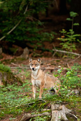 grey wolf, canis lupus
