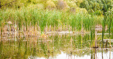 Summer landscape with reeds