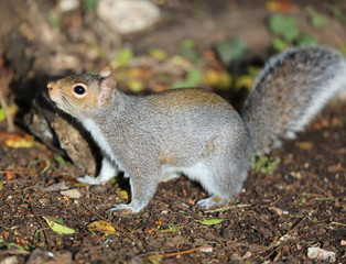 Close up of a Grey Squirrel looking for food