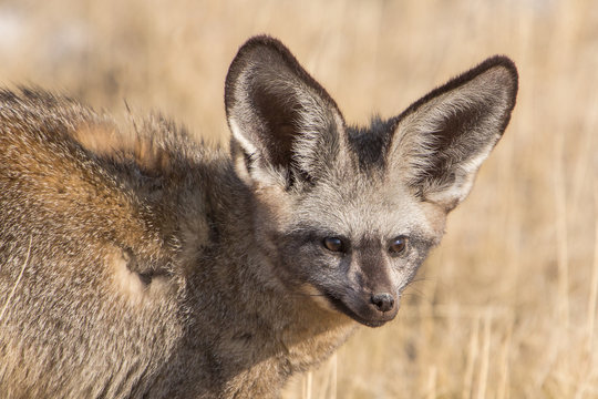 Bat-eared fox (Otocyon megalotis), Etosha National Park, Namibia