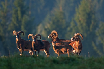 mouflon, ovis orientalis orientalis