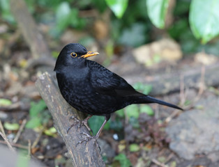 Close up of a male Blackbird looking for food
