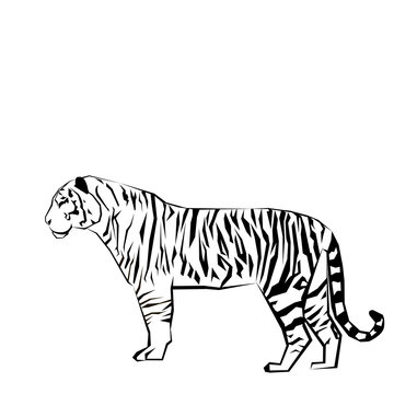 tiger vector wild illustration strength mammal wildlife