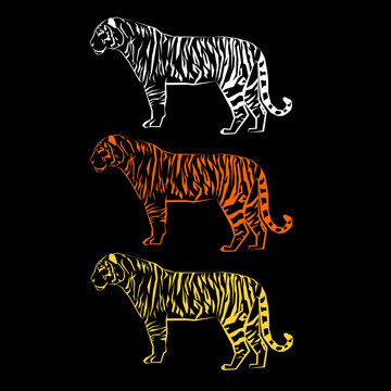 tiger vector wild illustration strength mammal wildlife