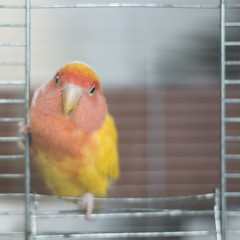 Lovebird Parrot looking at the camera resting on a cell.