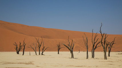 Dead Acacia trees in DeadVlei, Sossusvlei, Namibia