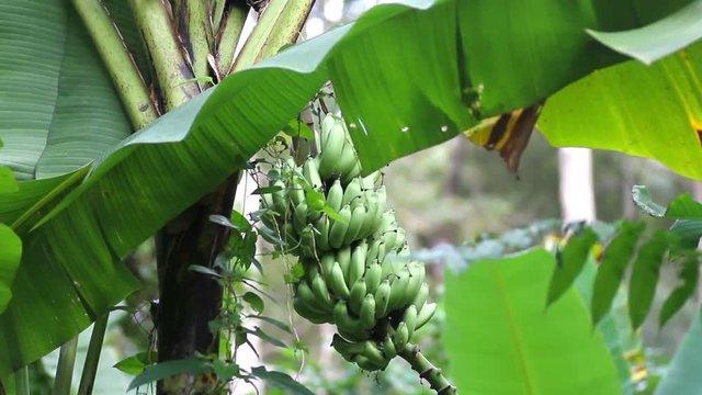 branch of unripe bananas on the tree with a flower
