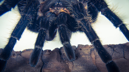 Closeup of mexican spider -tarantula (brachypelma albopilosum)