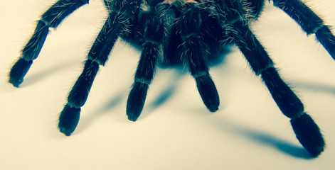 Closeup of mexican spider -tarantula (brachypelma albopilosum)