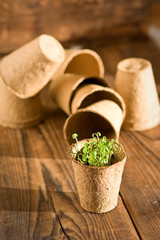 Potted seedlings growing in biodegradable peat moss pot and garden tools