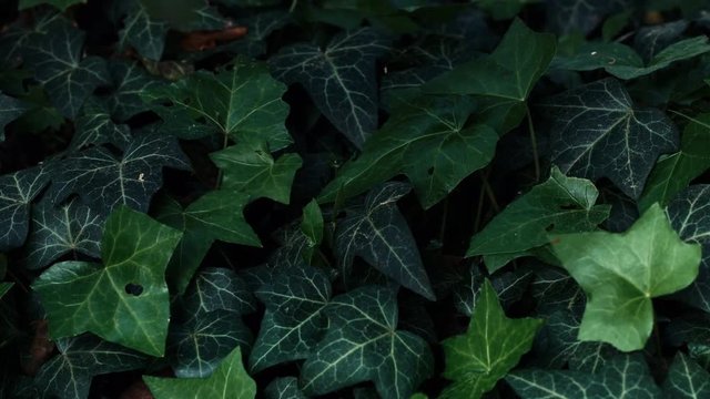 parallax tracking shot of hedera helix ivy in the backyard