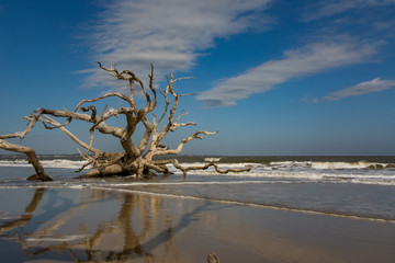 Ocean Tree