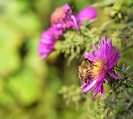 Eristalis tenax - Hover Fly