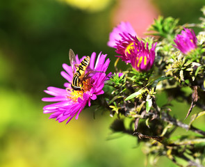 Eristalis tenax - Hover Fly