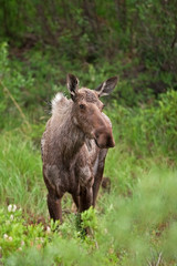 moose, elk, alces alces