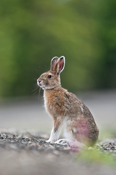 mountain hare, lepus timidus