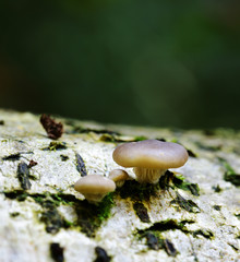 Autumn Fruiting Fungi