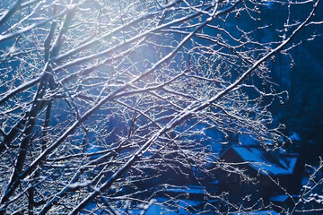 Winter scenery, snowy trees