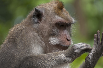 Balinese long-tailed monkey. The Ubud Monkey Forest is a nature reserve and Hindu temple complex in Ubud, Bali, Indonesia. There are about 600 monkeys living in this area. Also called macaque monkeys.