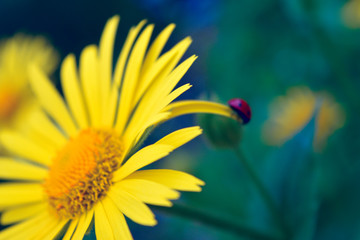 Obraz premium ladybug crawling on a yellow flower petal, blue toning, out of focus